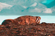 Faded Orange & Teal Lightroom Preset, an Action Add-On by PhotoMarket (Thumbnail 5 of 21)