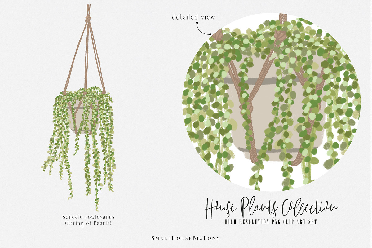 House Plants Collection, a Graphic by SmallHouseBigPony (Photo 13 of 18)