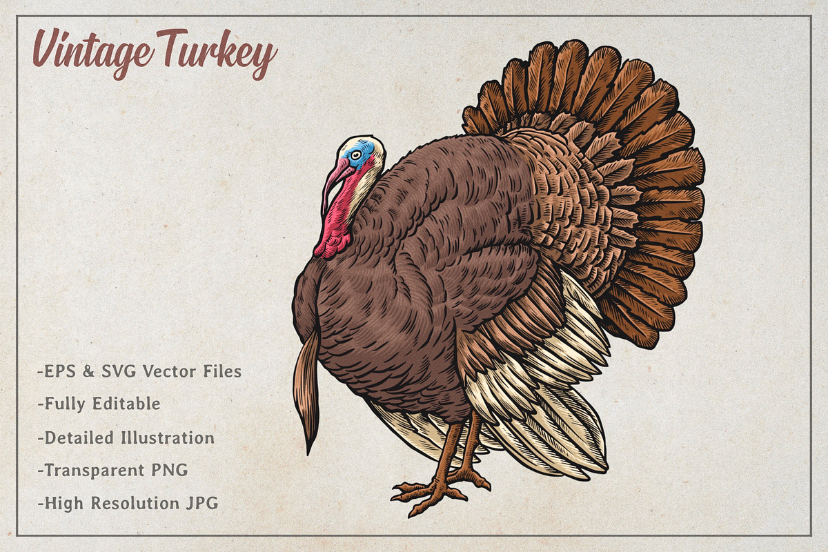 Vintage Turkey Vector Art, an Animal Illustration by Kusumaillustration (Photo 2 of 4)