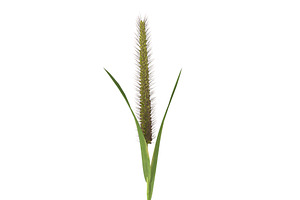 Grass Giant Foxtail Straight