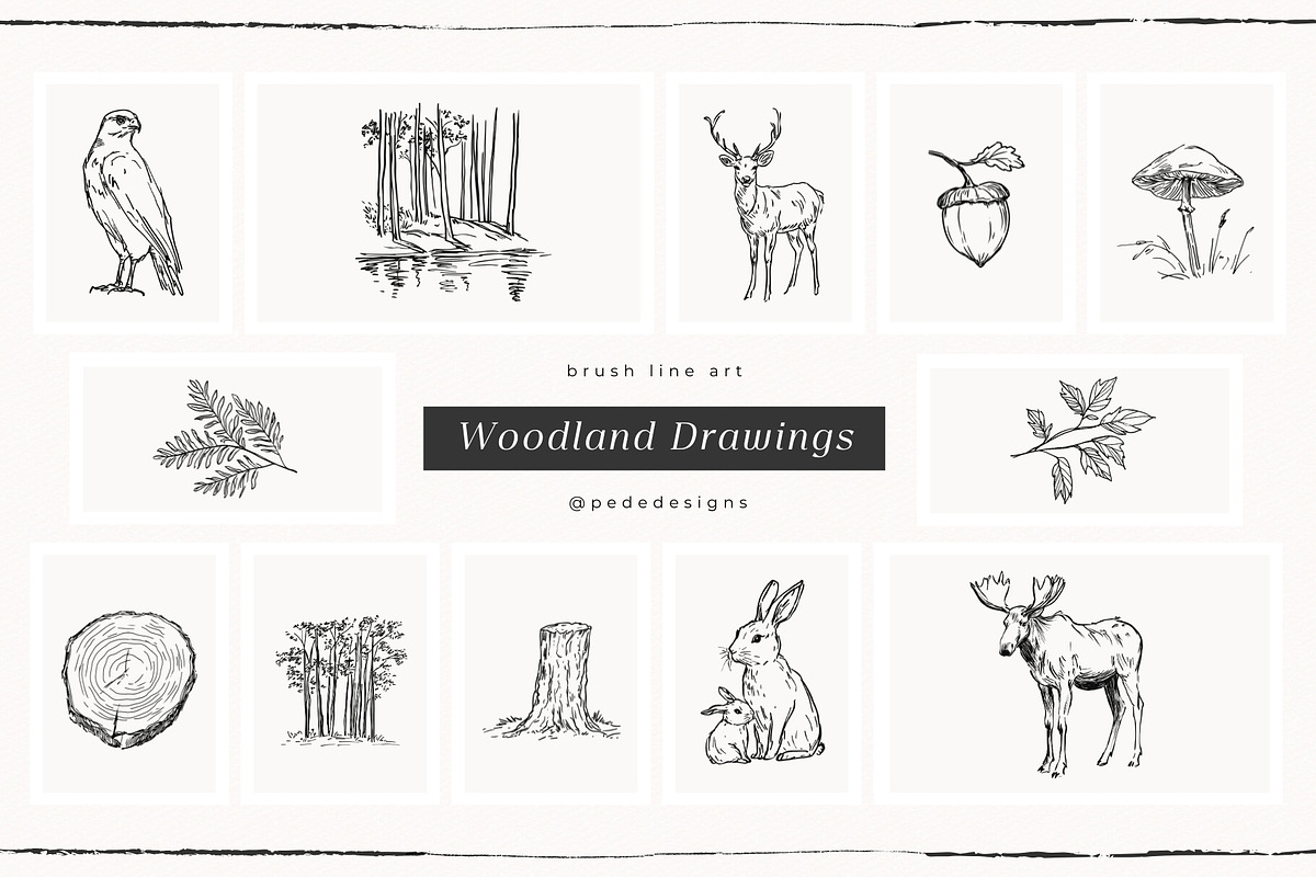 Woodland Drawings, an Animal Illustration by PeDe Designs (Photo 6 of 9)