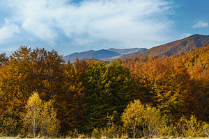 Autumn morning Carpathian Mountains calm picturesque scene, Ukra, a Nature Photo by YuriyB