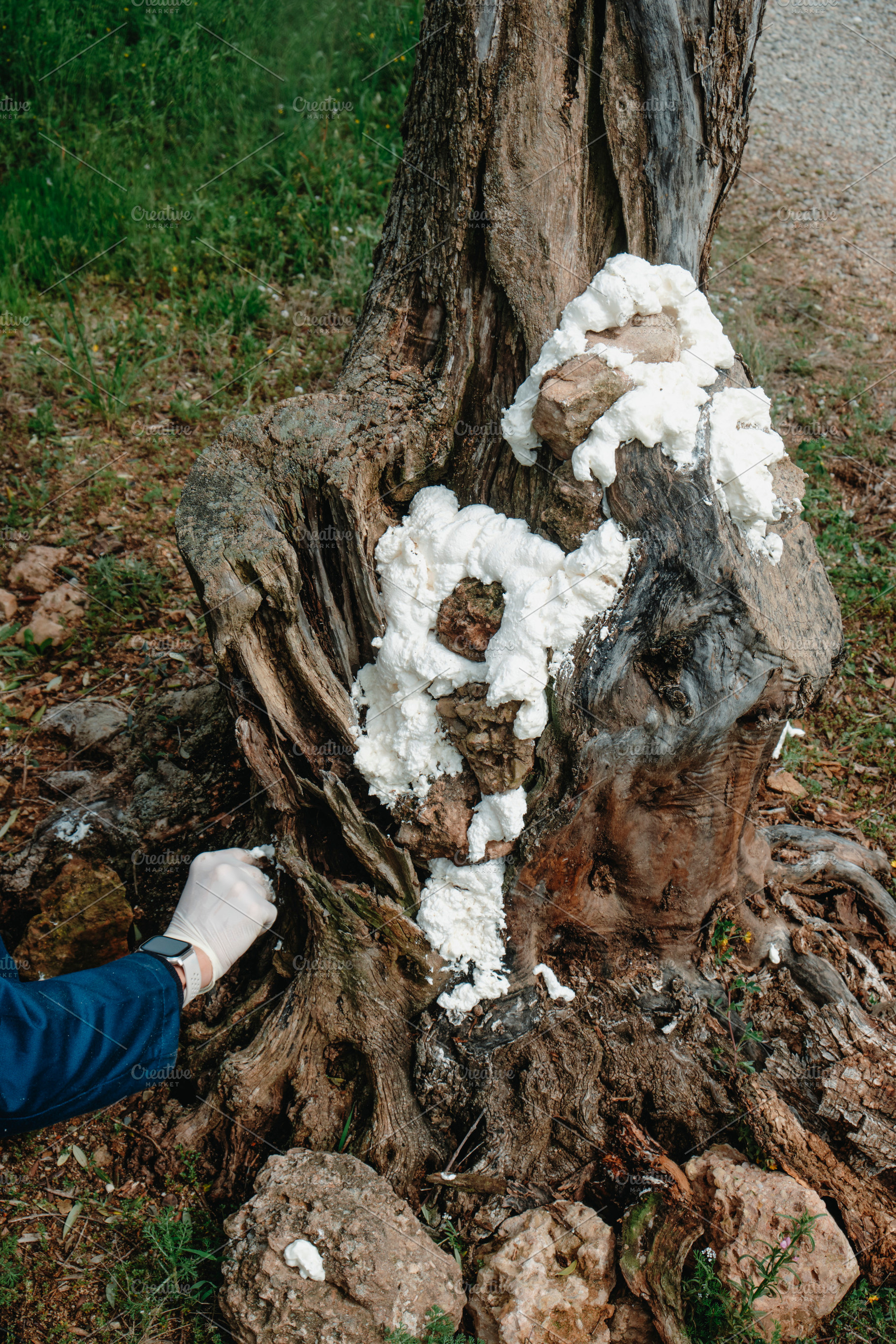 man fills some holes in a tree with foam spray, a Photo by Nito