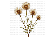 Hemlock Seed Pod, a Decorative Illustration by Bloom Craft Creations (Thumbnail 8 of 13)