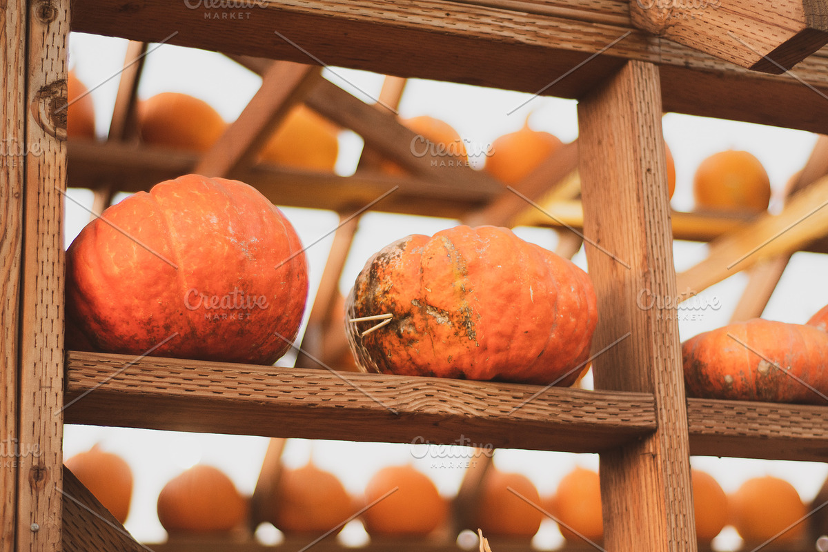Fall Pumpkin Stock Bundle, a Holiday Photo by r.r.palacios (Photo 15 of 15)