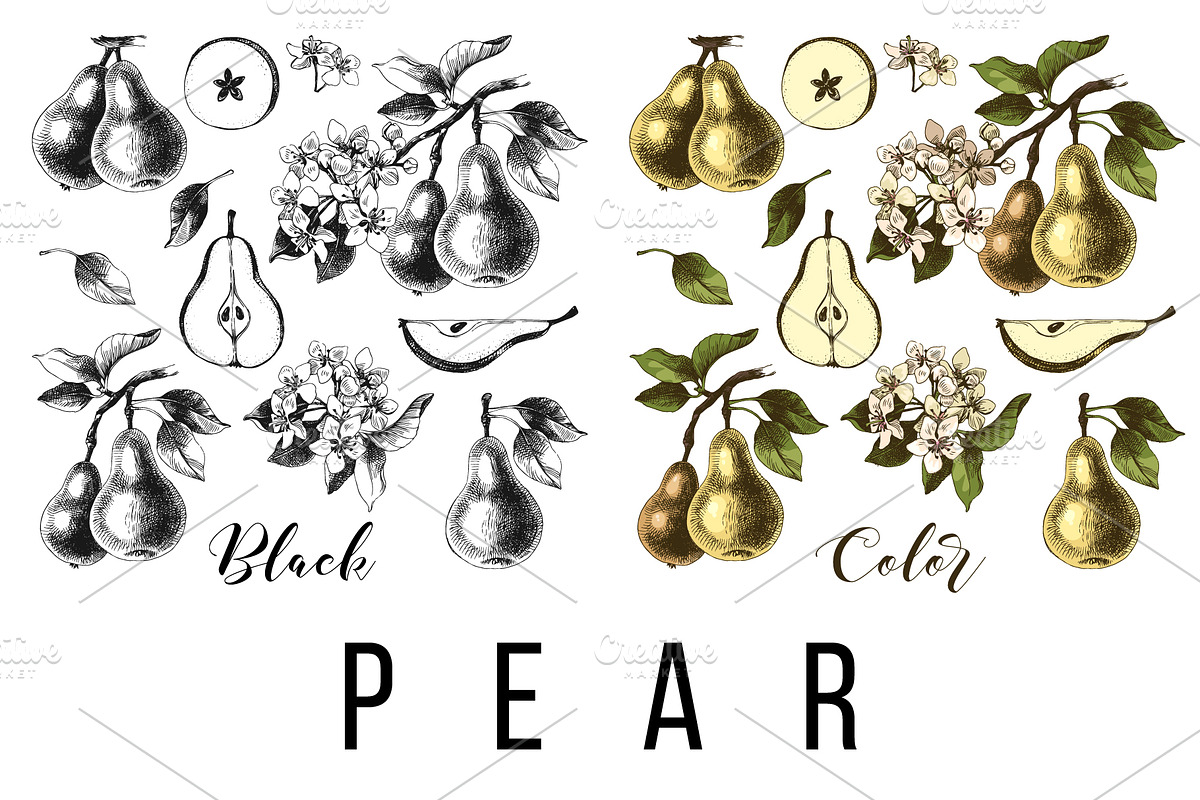 Fruit branches, a Food Illustration by handsketched (Photo 12 of 13)