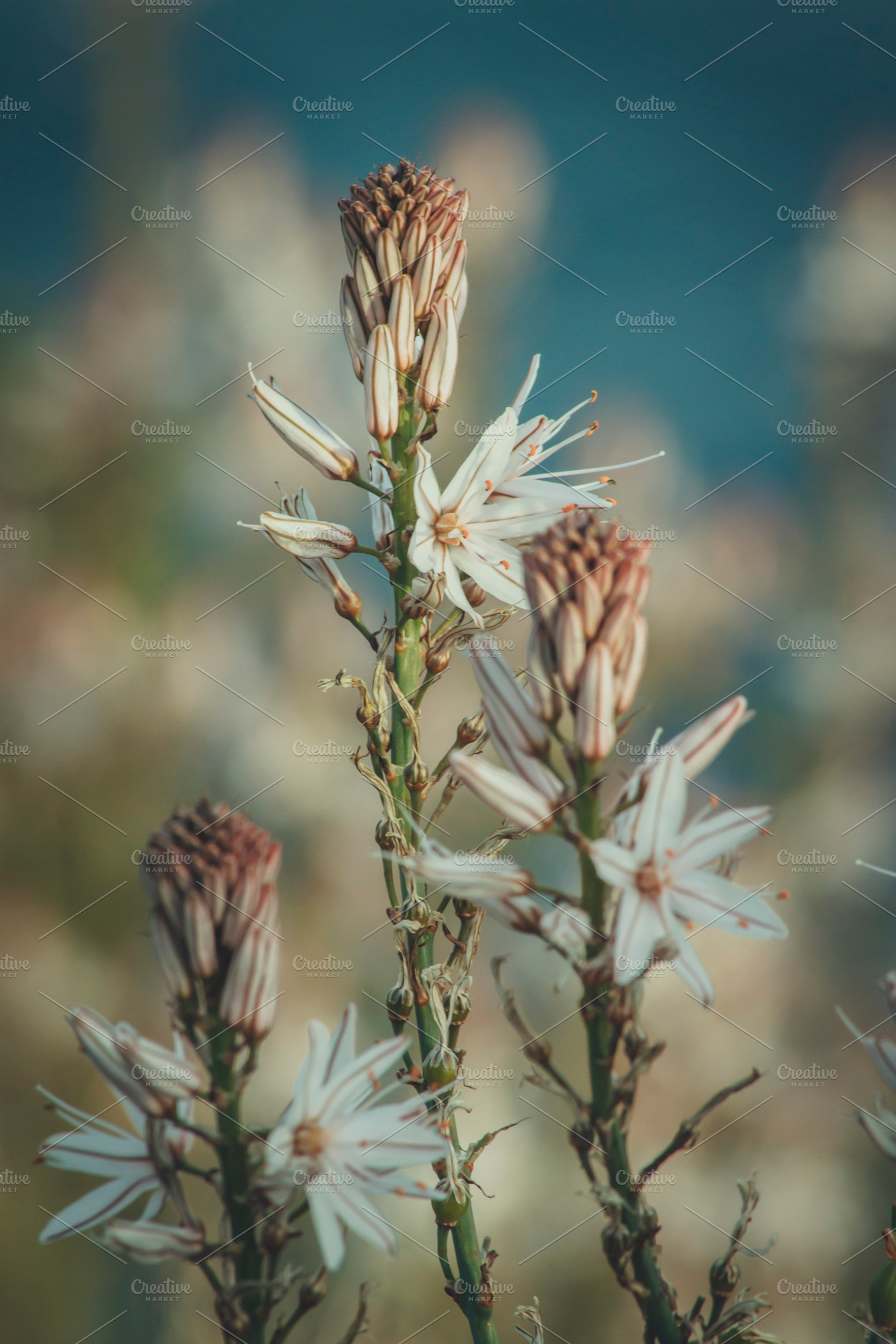 Intricate Flowers