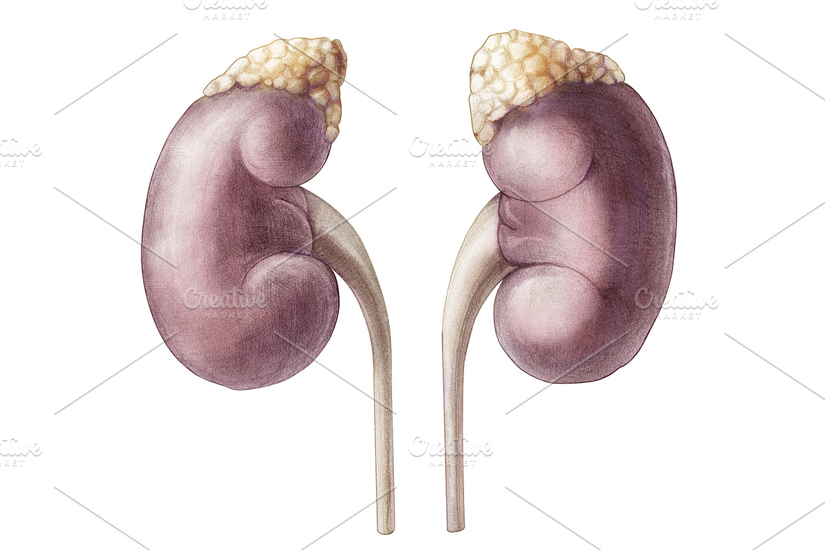 Vintage Human Organs Hand Drawn Set, a Healthcare Illustration by Anna Repp Illustration (Photo 8 of 14)