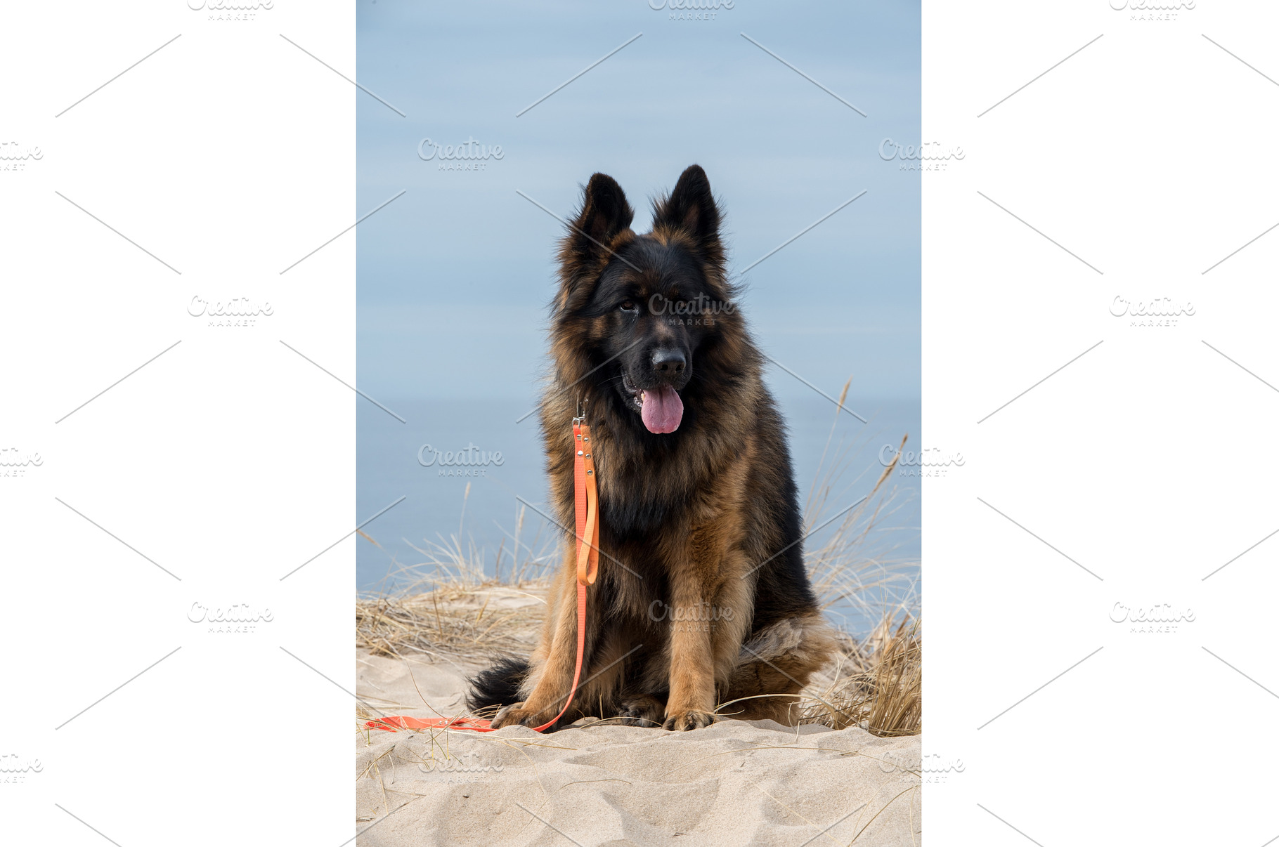 German Shepherd Dog on the beach at, an Animal Photo by COLORFUL
