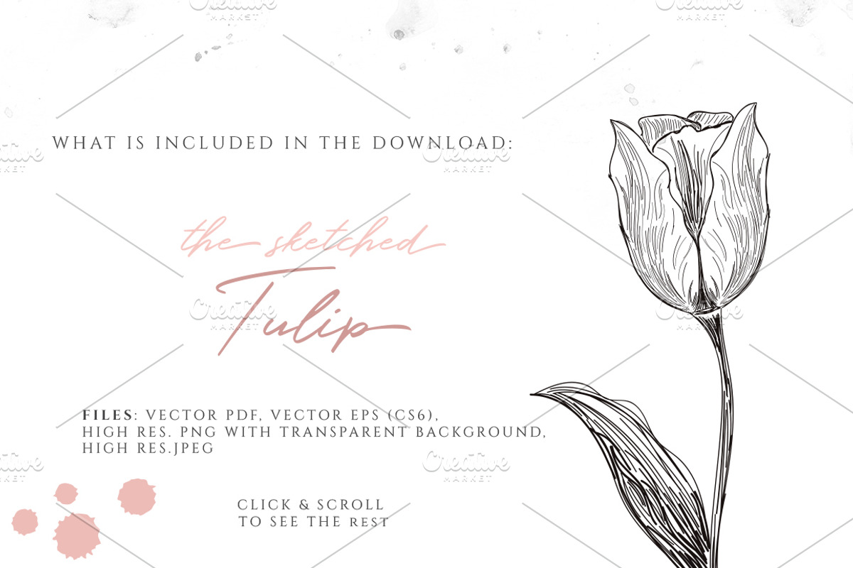 VINTAGE TULIP ILLUSTRATION, an Illustration by Friendly Label (Photo 2 of 2)