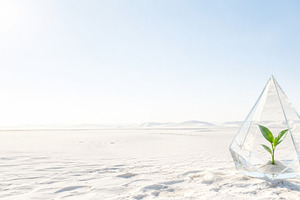 Desert landscape with single green p, a Photo by Dvoevnore photos