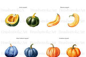 Watercolor Squash Clipart, Vegetable