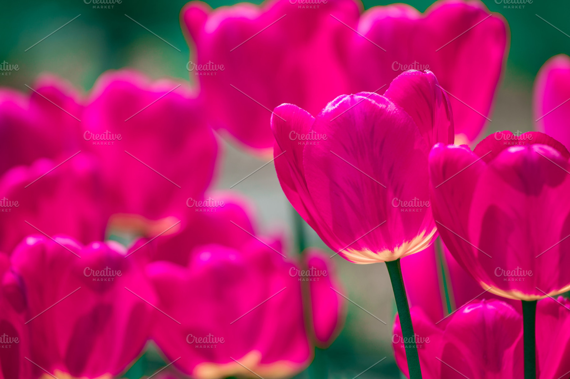 Pink and violet tulips, a Nature Photo by Vector Tradition
