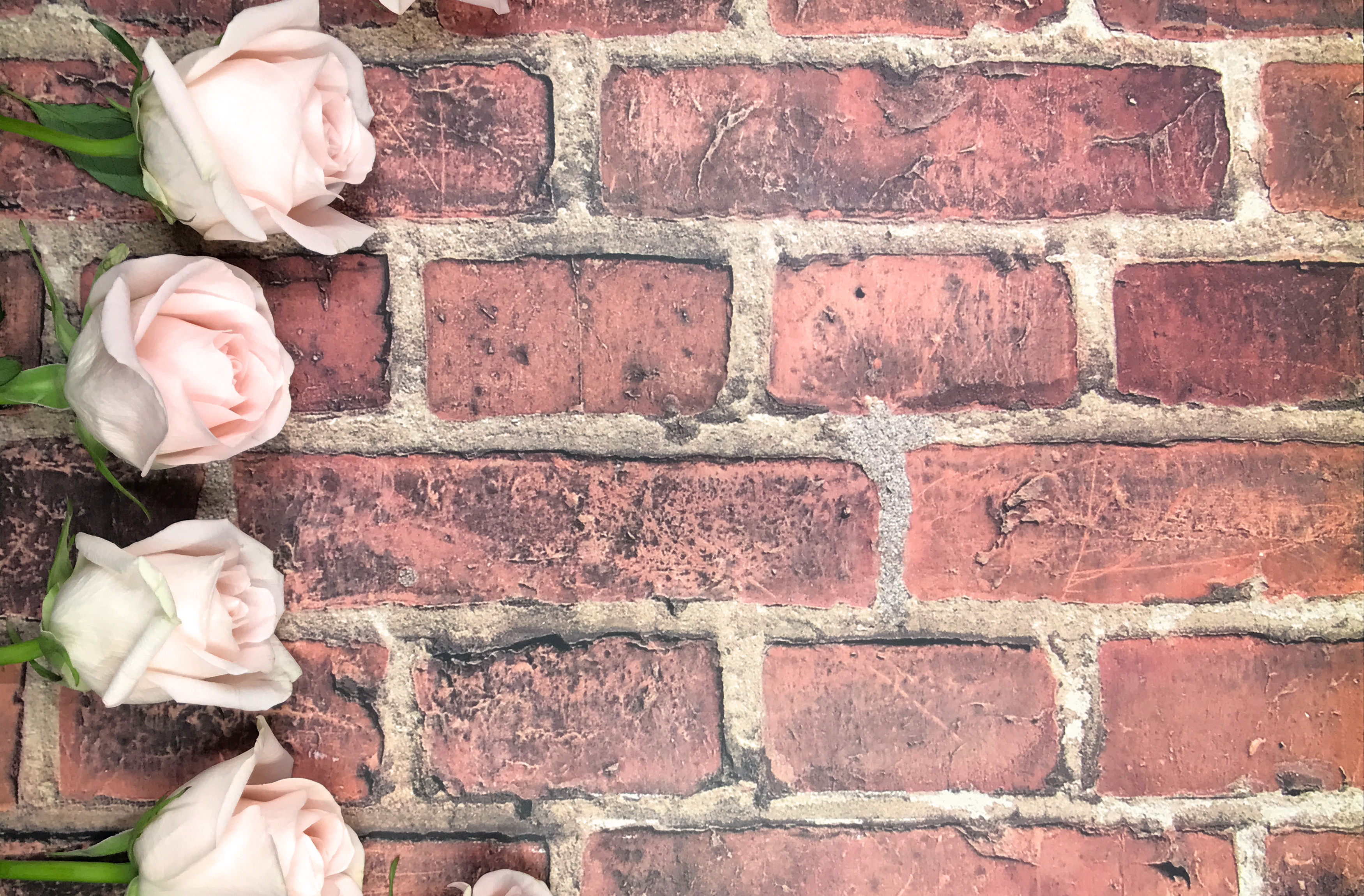 Roses and Brick Background, an Arts & Entertainment Photo by Primrose ...