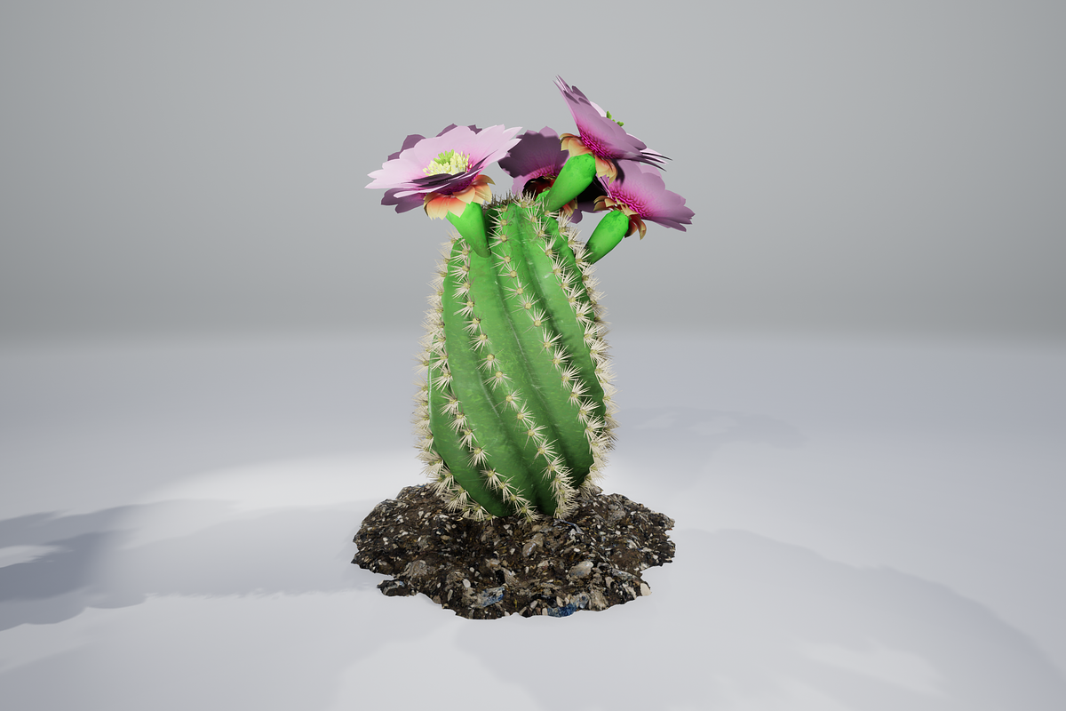 Spiral Cactus, an Environmental 3D Model by AndrewWhite (Photo 11 of 13)