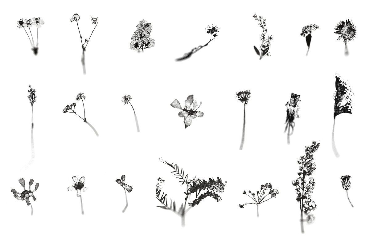HERBARIA. Pressed Wildflower Scans, an Object Graphic by Schumacher Shop (Photo 19 of 21)