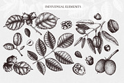 Hand-Drawn Nuts Sketches, a Food Illustration by Yevheniia (Thumbnail 2 of 12)