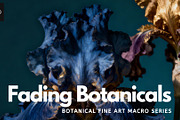 Botanical Fine Art Macro Collection, a Nature Photo by Virgo Studio (Thumbnail 1 of 6)