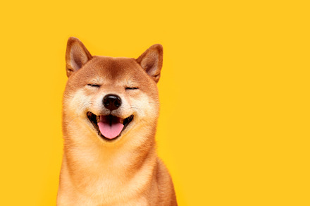 Japanese smiling Shiba Inu dog, an Animal Photo by irina.vaneeva
