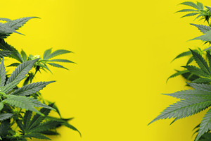 yellow background with marijuana pla