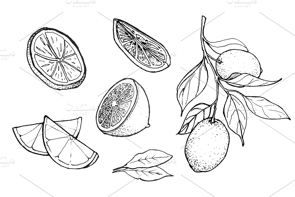 Hand-drawn Lemon Illustration, B&W, a Food Illustration by Professional Assets