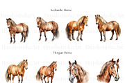 Horse Breeds Clipart, Appaloosa PNG, an Animal Illustration by BrushstrokeArtGB (Thumbnail 2 of 9)