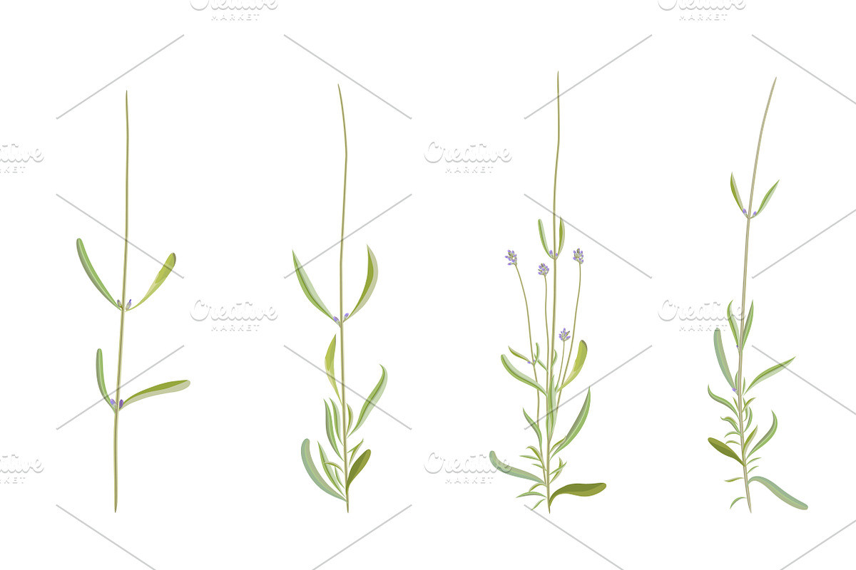 Vector object brushes. Lavender preview 5
