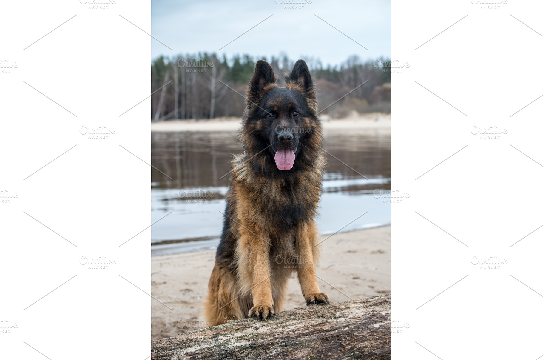 German Shepherd Dog on the beach at, an Animal Photo by COLORFUL