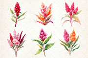 Celosia Flower Clipart, an Illustration by Dream Creation (Thumbnail 5 of 6)