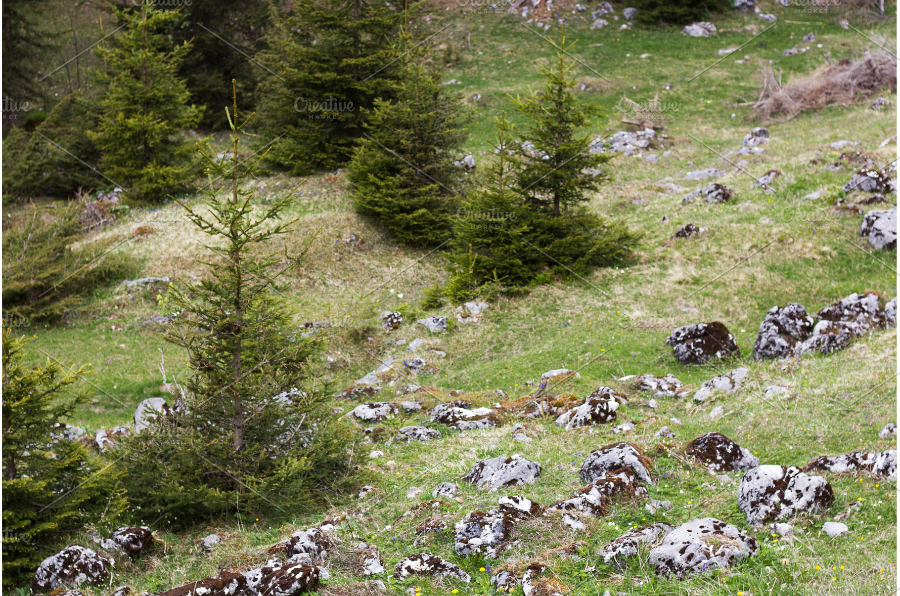 Lush green landscape with rocks, a Nature Photo by Irina