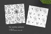 Spice Plants Collection, an Illustration by Evgeniia Lanskikh (Thumbnail 9 of 11)