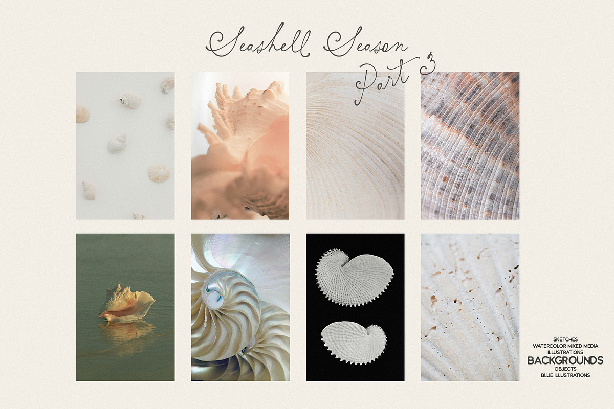 Seashell Season – Coastal Pack, an Object Graphic by Purple (Photo 8 of 12)