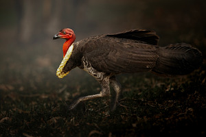 Australian Brush Turkey, an Animal Photo by Rob D Animal Photography