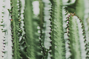 Light and Bright Cactus, a Nature Photo by René Jordaan Photography