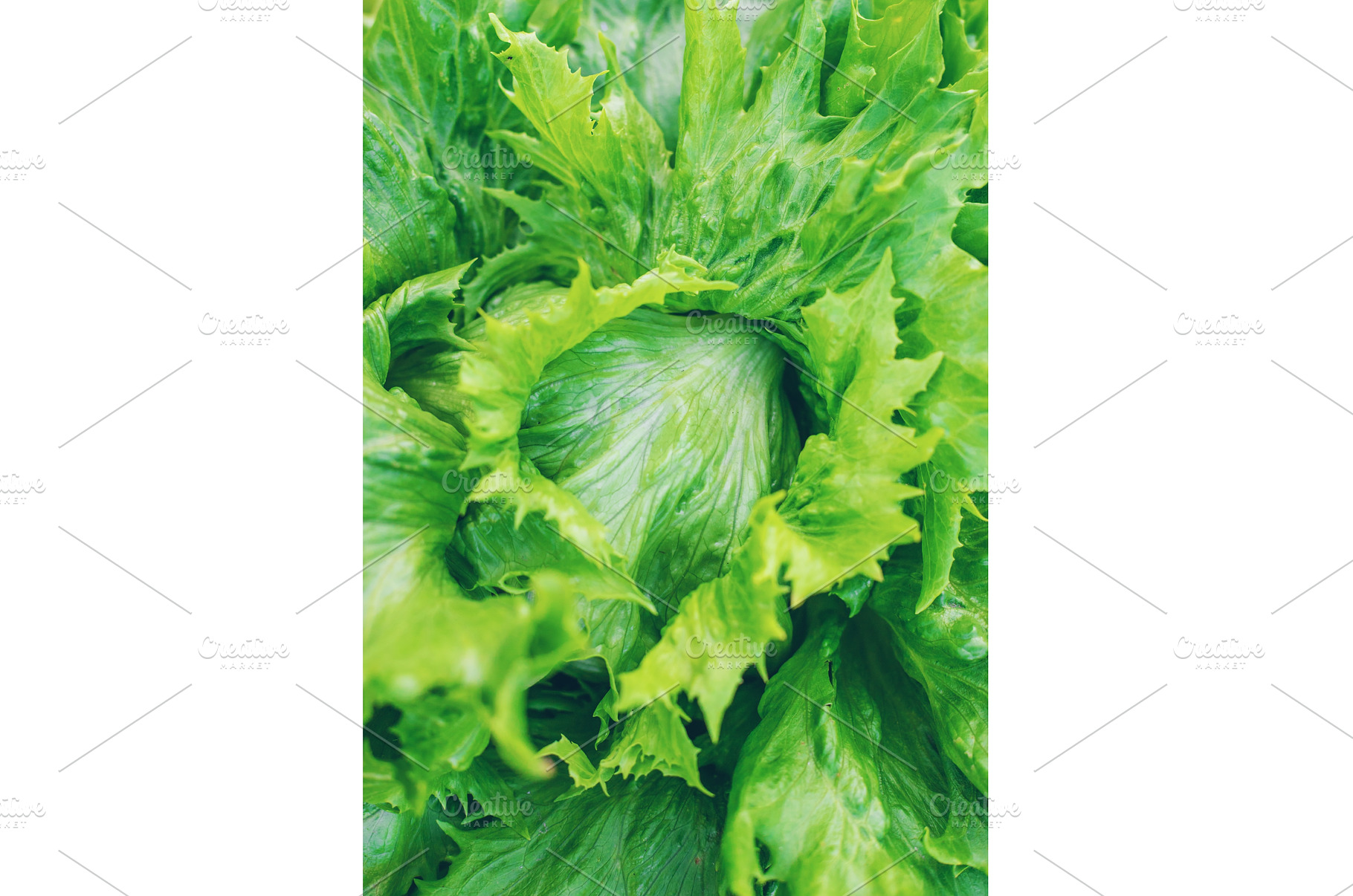 Iceberg lettuce growing in the, a Food & Drink Photo by yanadjana