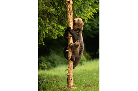 Mother brown bear and cub's climbing, an Animal Photo by WildMedia