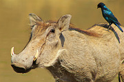 Warthog and Starling Friends, an Animal Photo by Wildlife Wonder (Thumbnail 1 of 2)