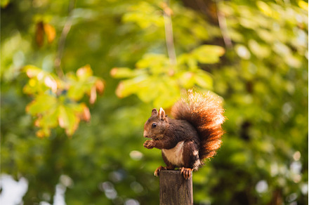 Red squirrel eating while sitting on, an Animal Photo by Xavi Bosch Stock