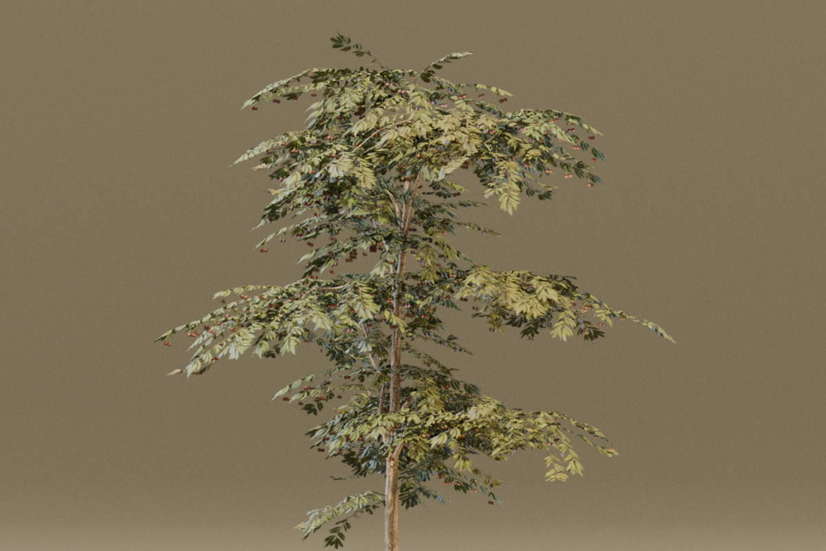 The Red Cherry Tree, a Plants & Tree 3D Model by FuturePastCreatives (Photo 5 of 7)