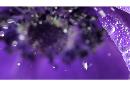 Extreme close up of plunged blooming, a Nature Photo by Media Whale Stock