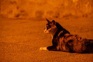 Cat resting on sunlit pavement at dusk, an Animal Photo by DanFLCreativo