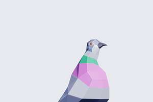 Pigeon