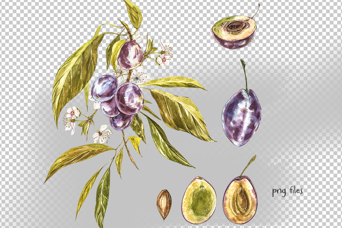 Plum in botanical style, a Food Illustration by Ann Astro (Photo 11 of 11)