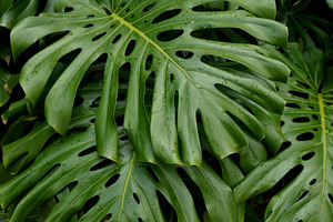 Green tropical leaves background featuring nature, tropical, and leaf