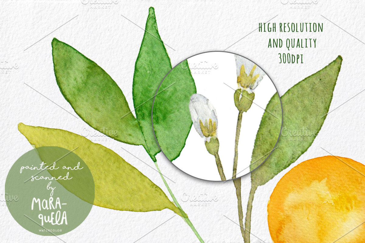 Orange Blossom - Watercolor handmade, an Illustration by MaraquelaStudio (Photo 6 of 6)