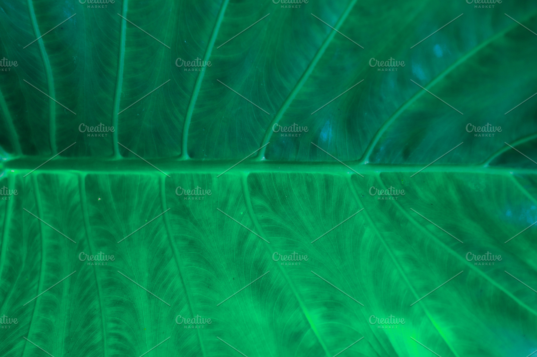 Close-Up of Green Taro Leaf Veins wi, a Nature Photo by bastera