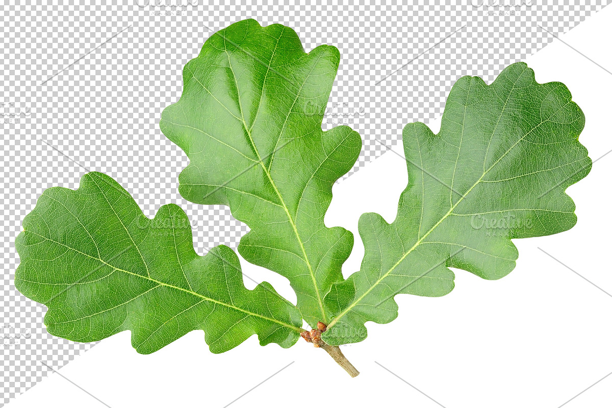 Oak tree leaves and acorns, an Object Graphic by Fruits+Veggies (Photo 5 of 11)