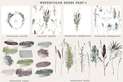 Watercolor herbs collection, a Decorative Illustration by Tatiana Davidova (Thumbnail 7 of 8)