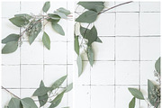 Eucalyptus Stock Photography, a Print Template by Smitten Photo & Design (Thumbnail 1 of 3)