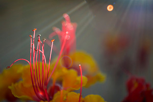 Rays of Paradise